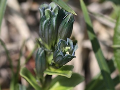 ���R���}�����h�E